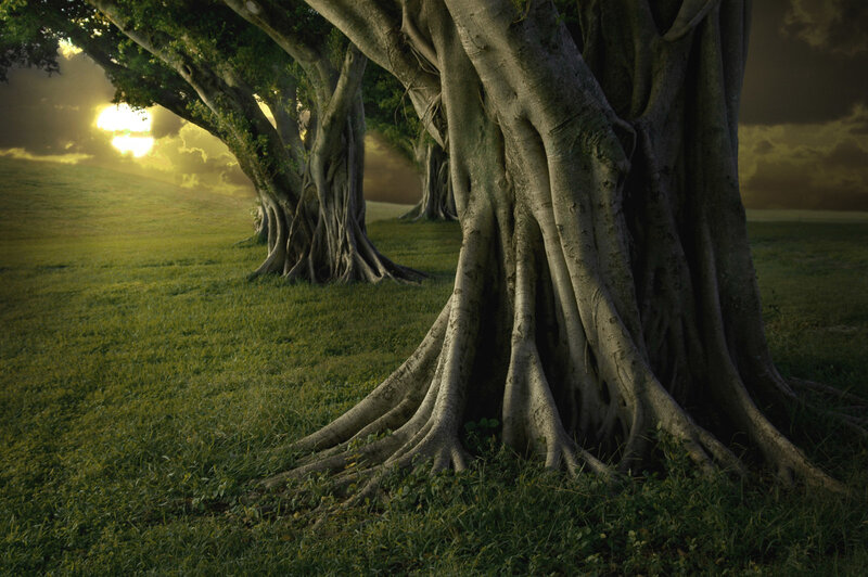 Sunset by the banyan trees