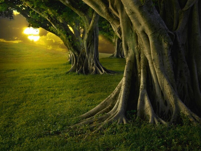 Sunset by the banyan trees