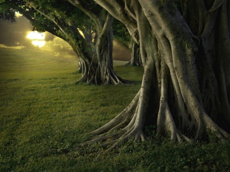 Sunset by the banyan trees