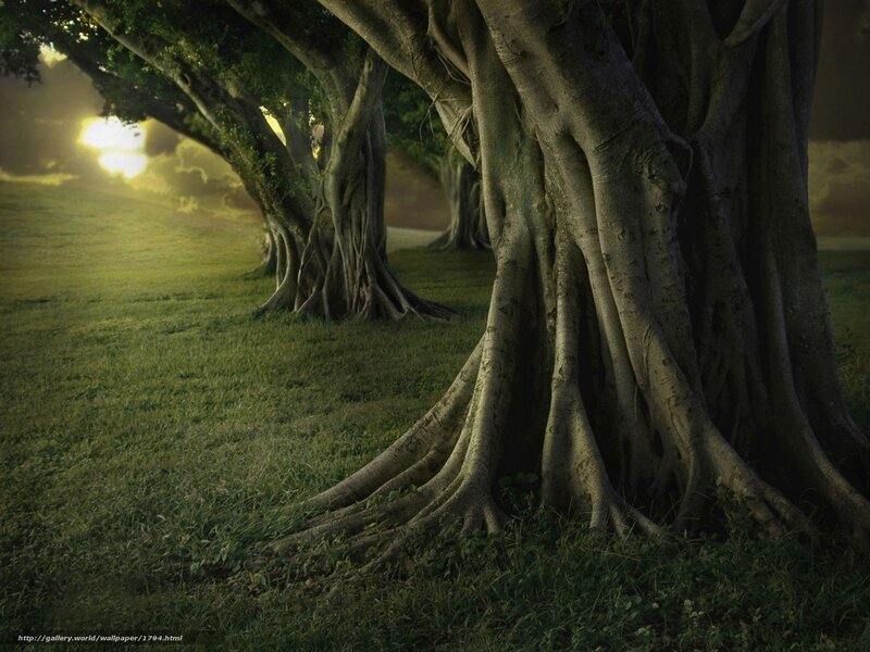 Sunset by the Banyan Trees