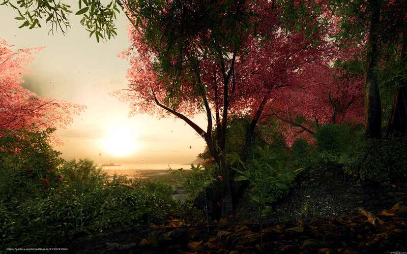 Sunset by the cherry trees