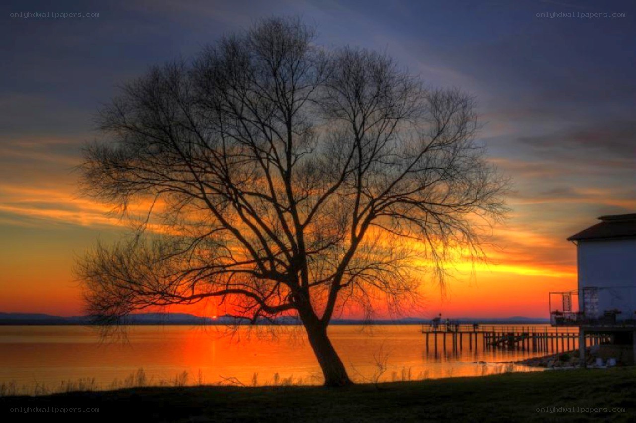 Sunset by the lake with a tree