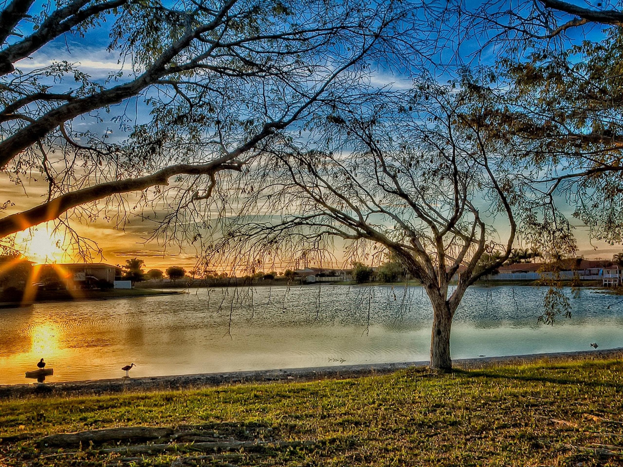 Sunset by the lake with birds