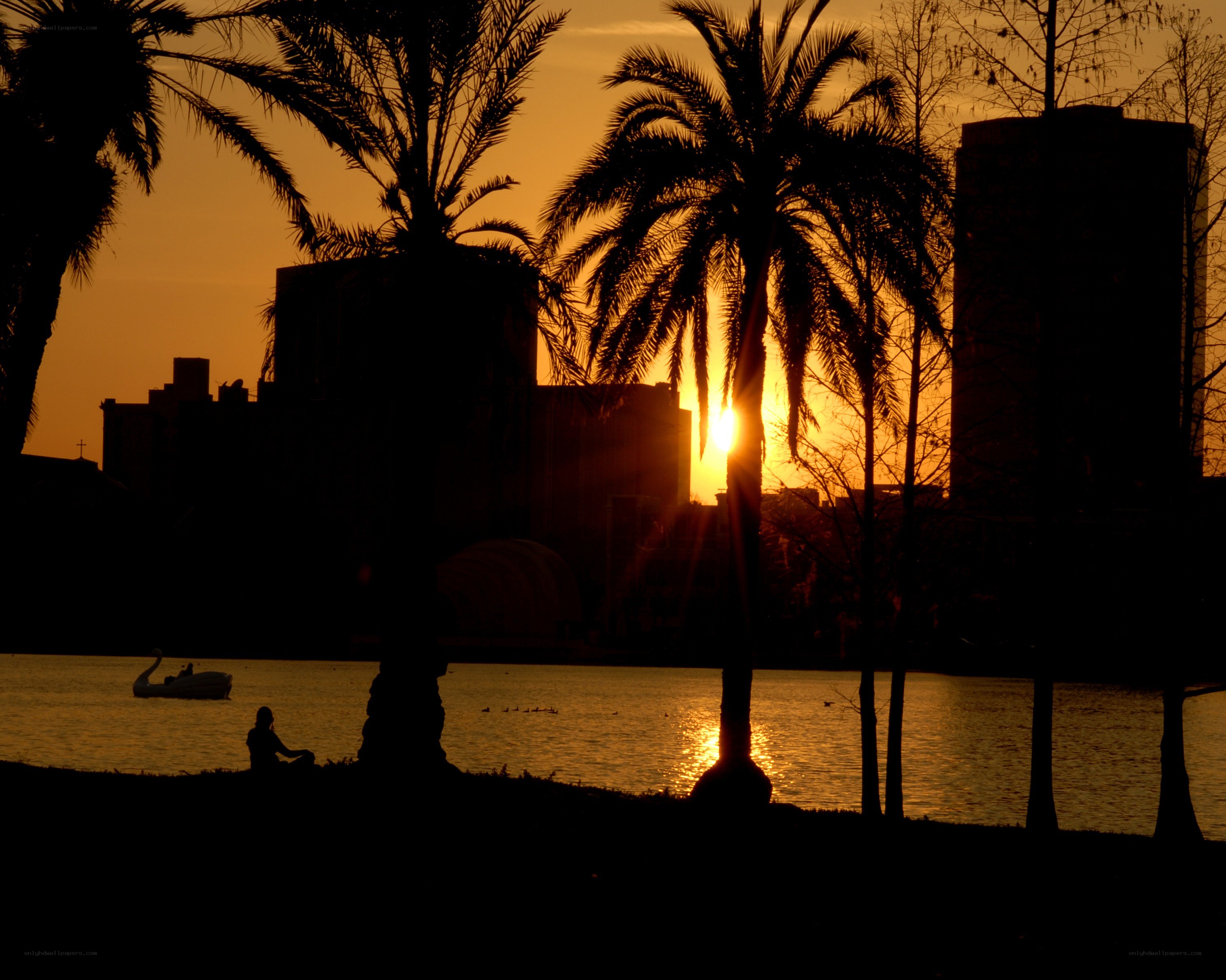 Sunset by the lake with palm trees