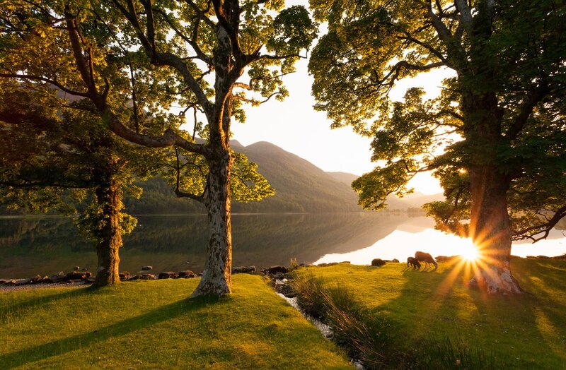 Sunset by the lake with sheep