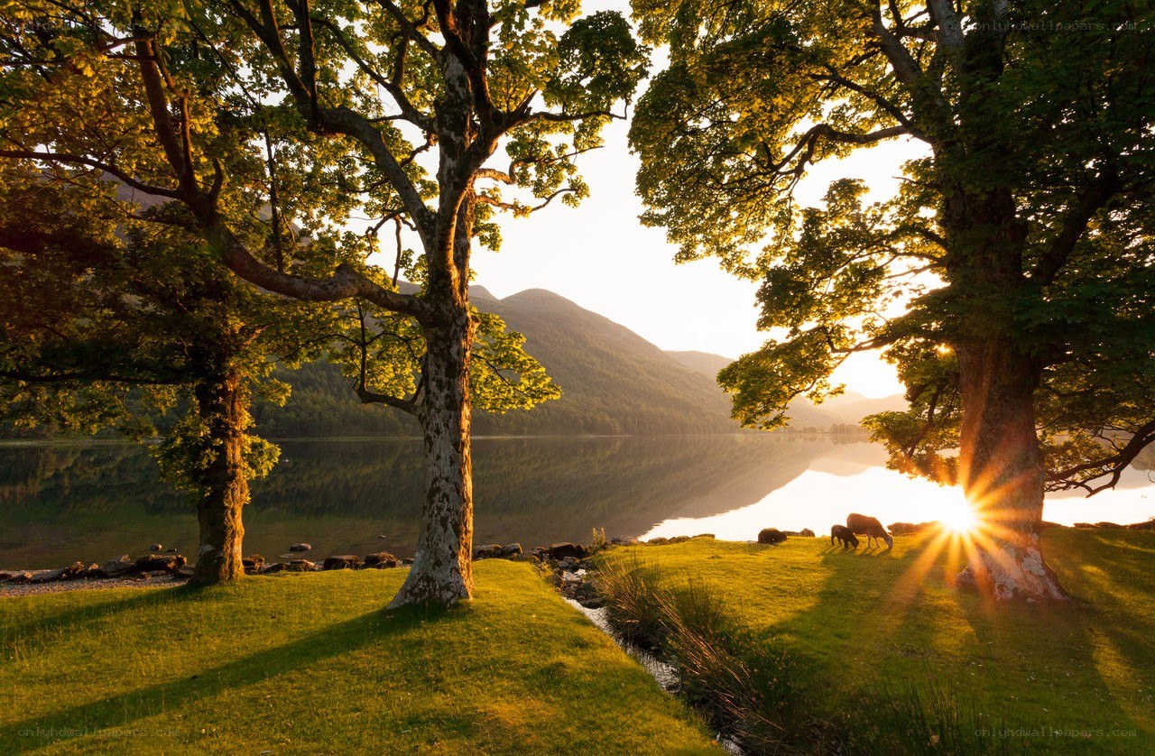 Sunset by the lake with sheep