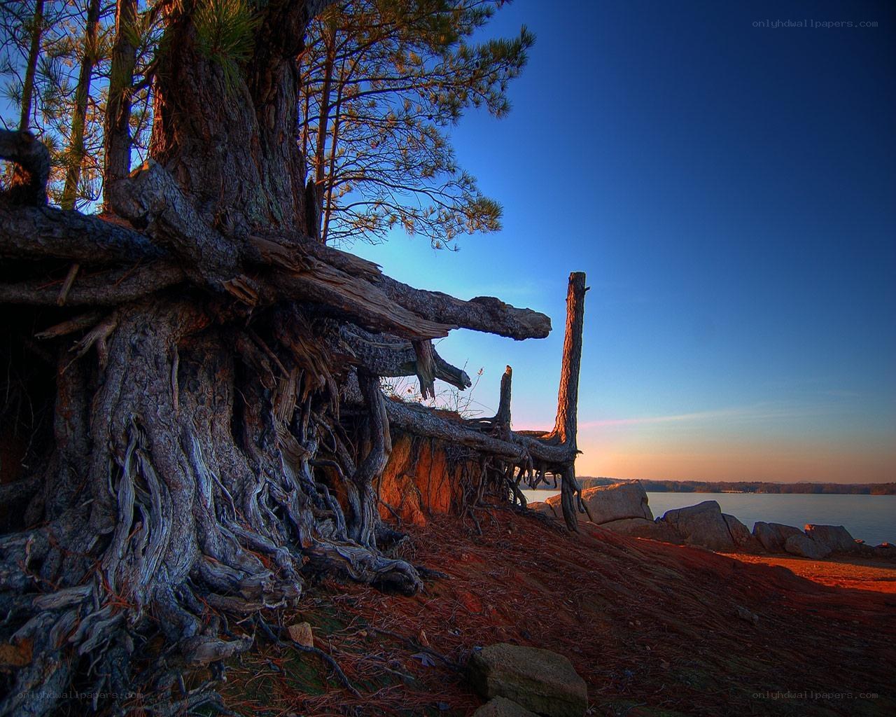 Sunset by the lake with tree roots