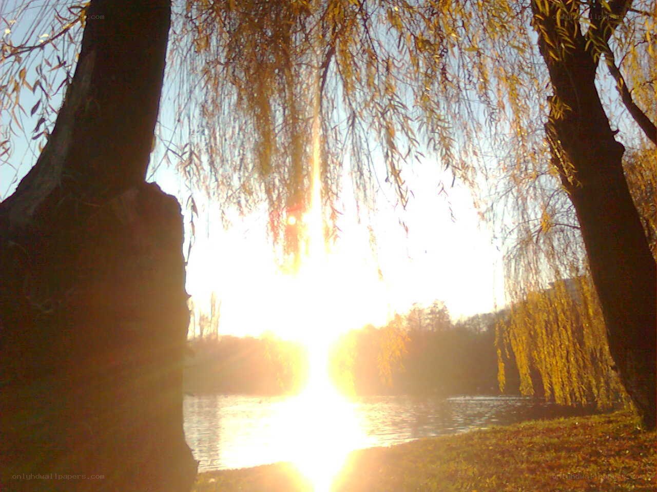 Sunset by the lake with willow trees