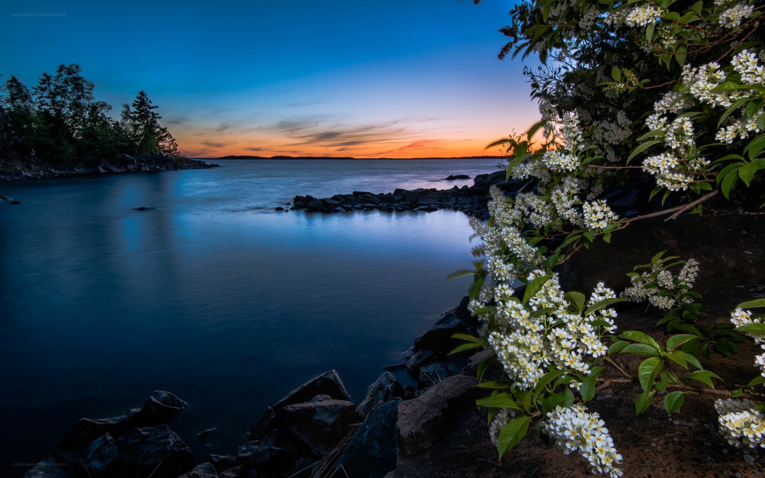 Sunset by the lakeside with flowers