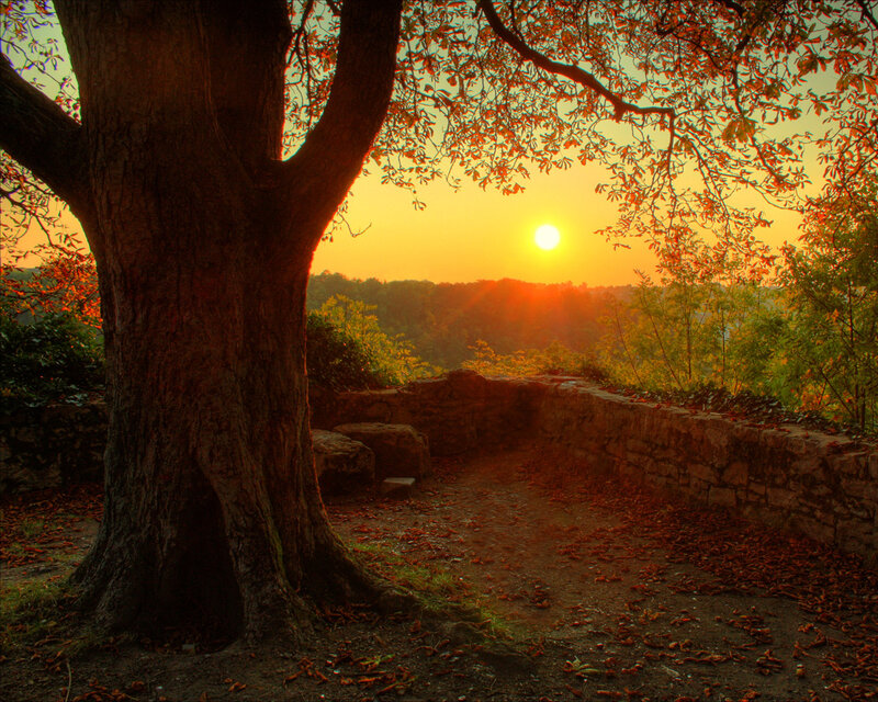 Sunset by the old tree