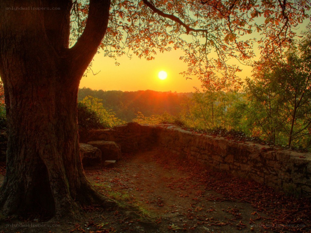 Sunset by the old tree