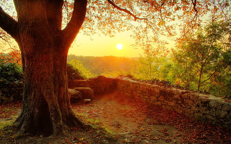 Sunset by the old tree