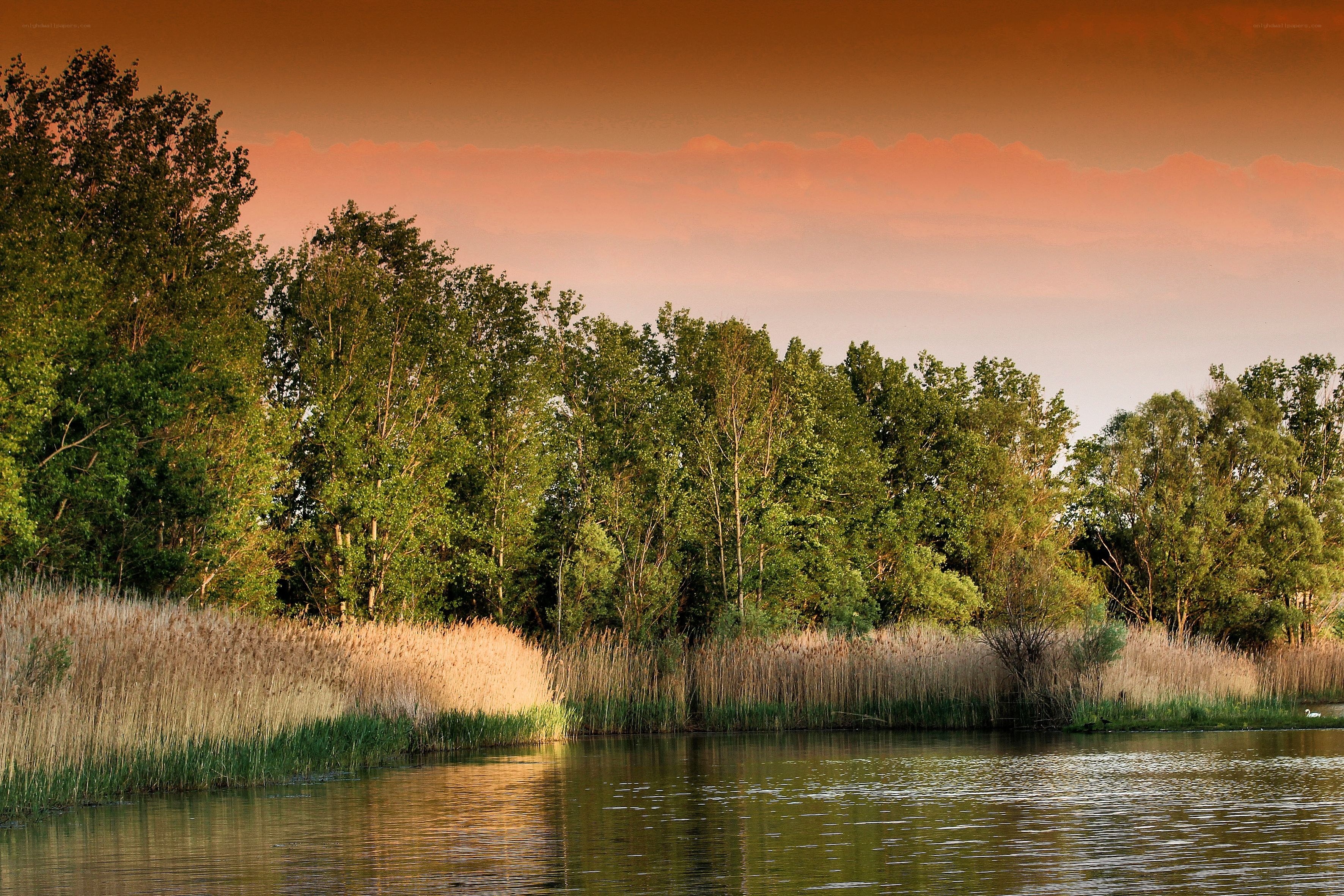 Sunset by the reeds