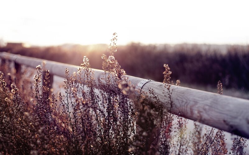 Sunset by the wooden fence
