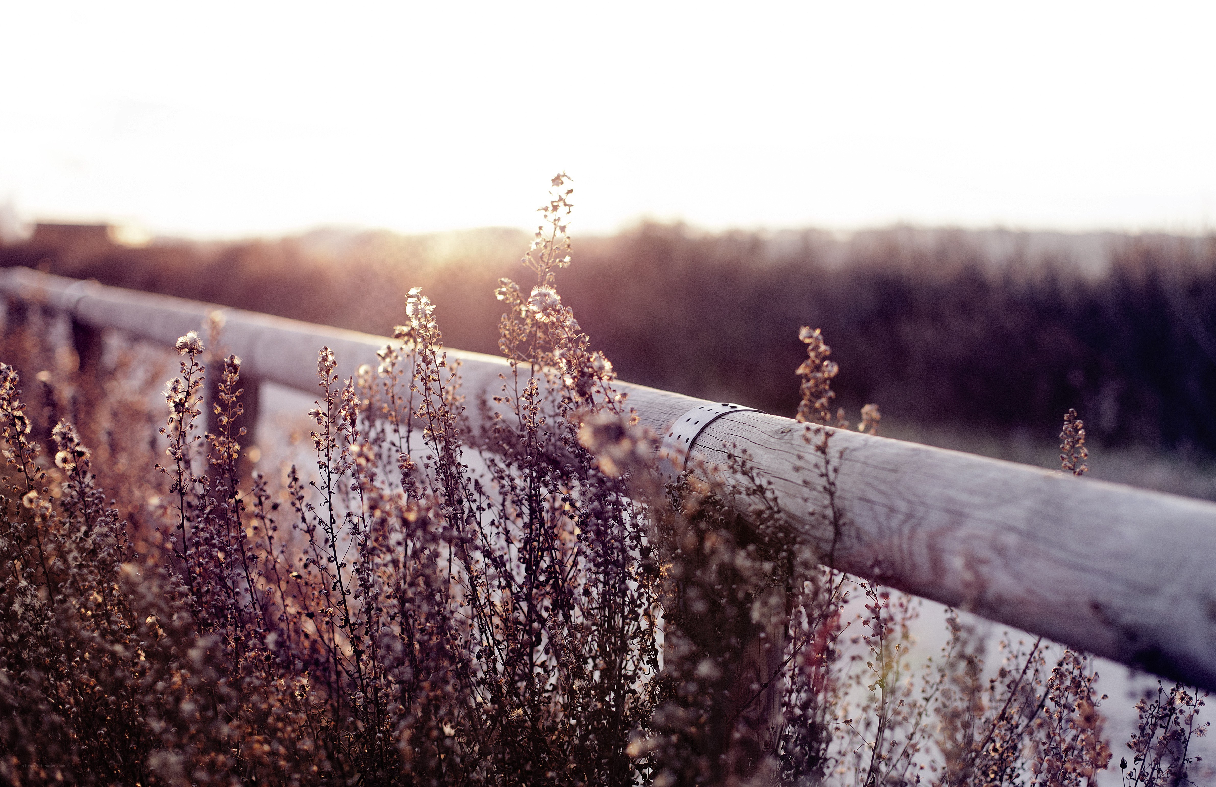 Sunset by the wooden railing