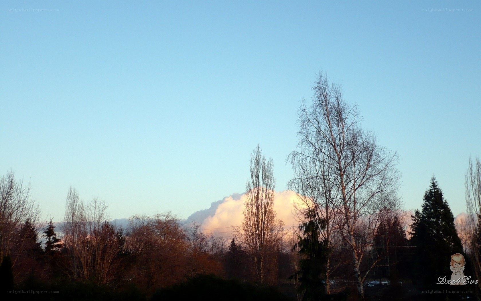 Sunset clouds over trees