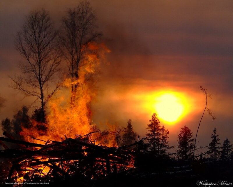 Sunset fire in the forest