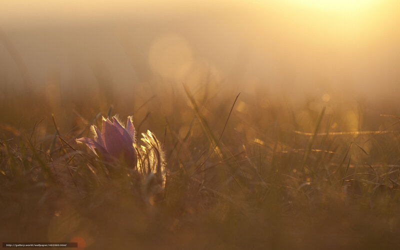 Sunset flower in grass
