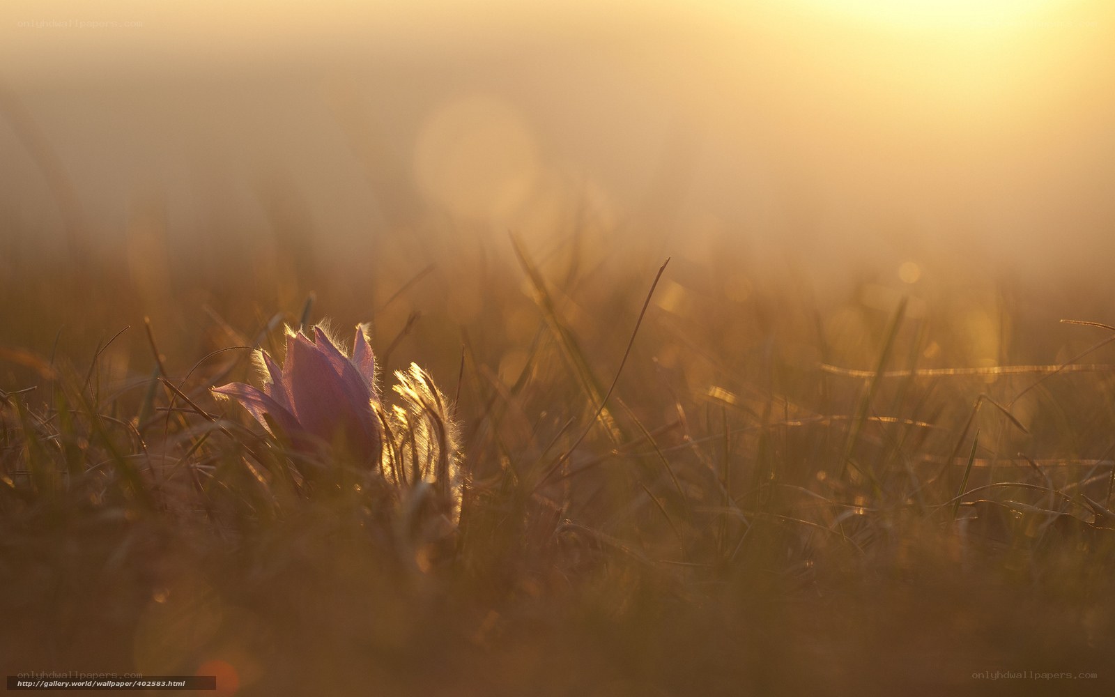 Sunset flower in grass