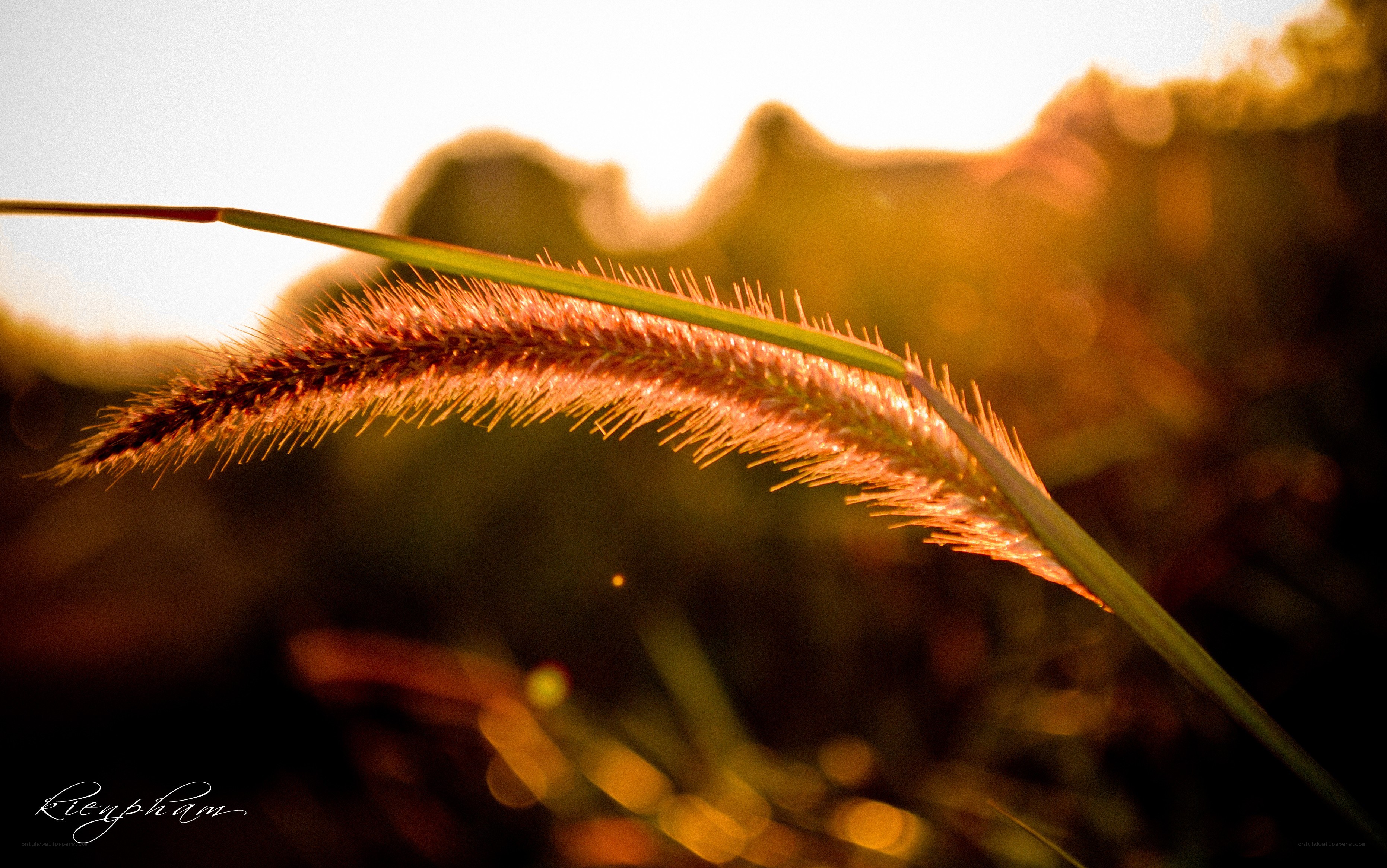 Sunset grass in golden light