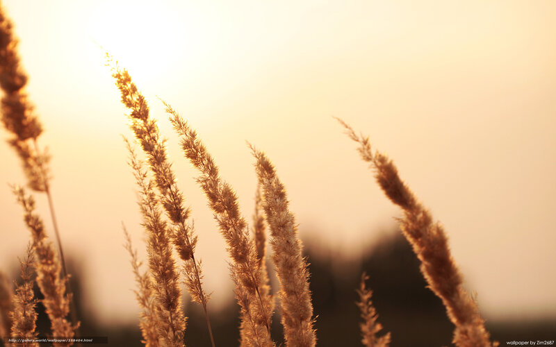 Sunset grasses at dusk
