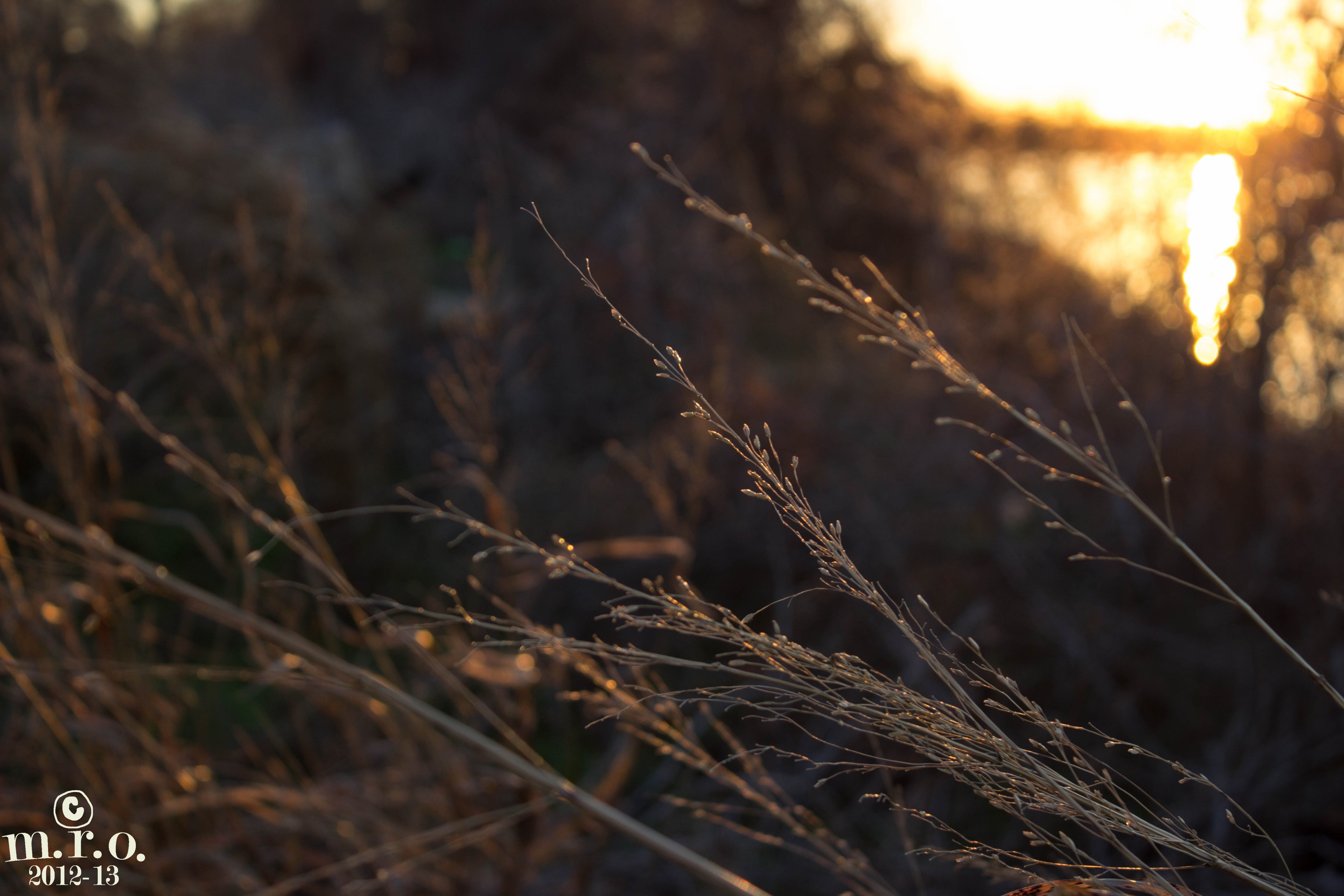 Sunset grasses by the water