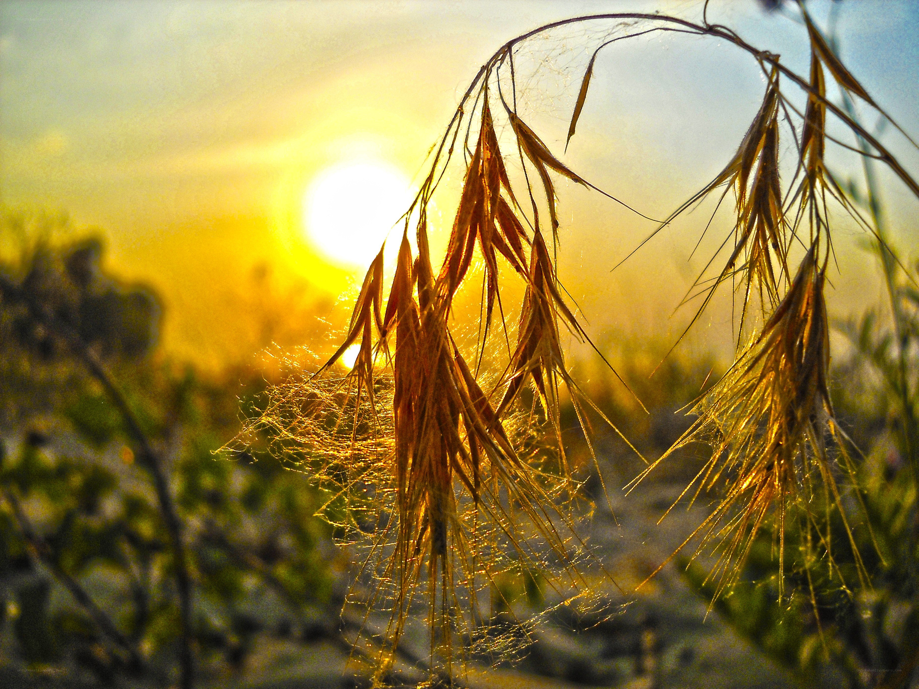 Sunset grasses in golden light
