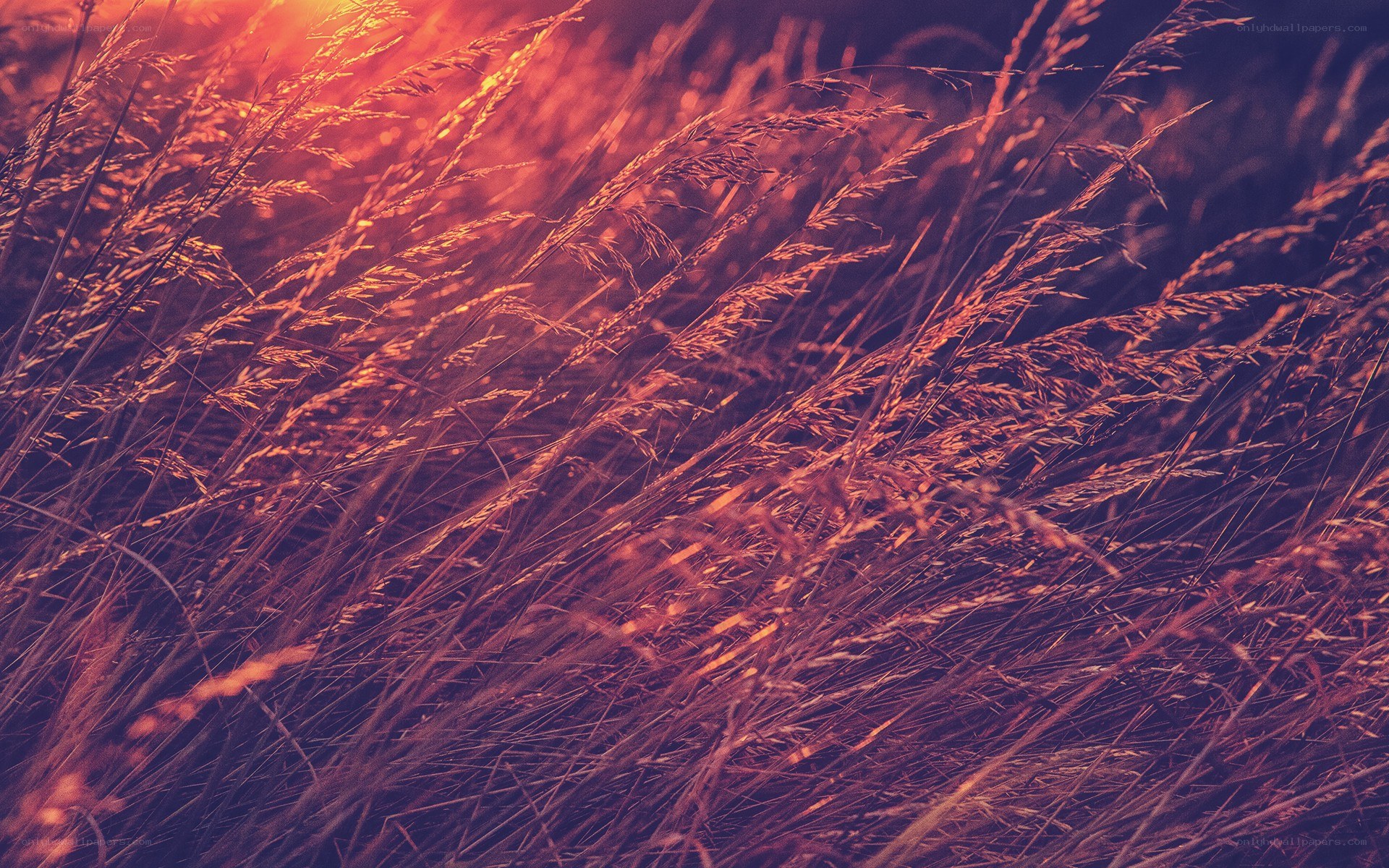 Sunset grasses in golden light