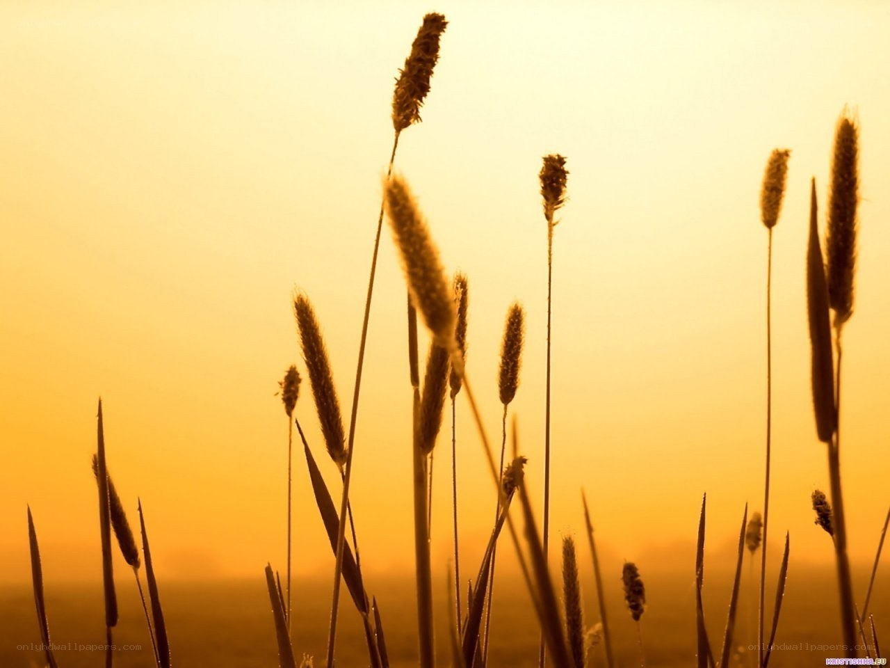 Sunset grasses silhouette