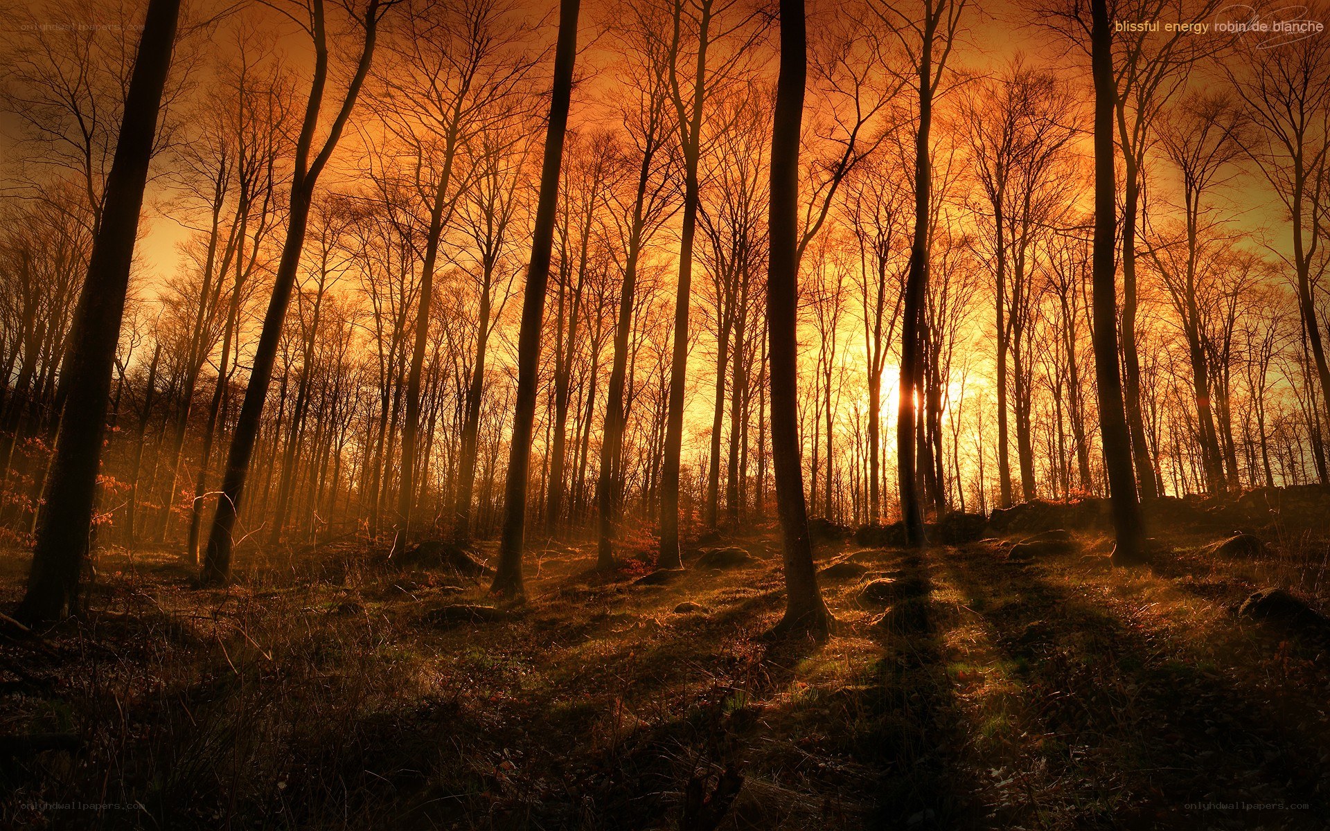 Sunset in a bare forest
