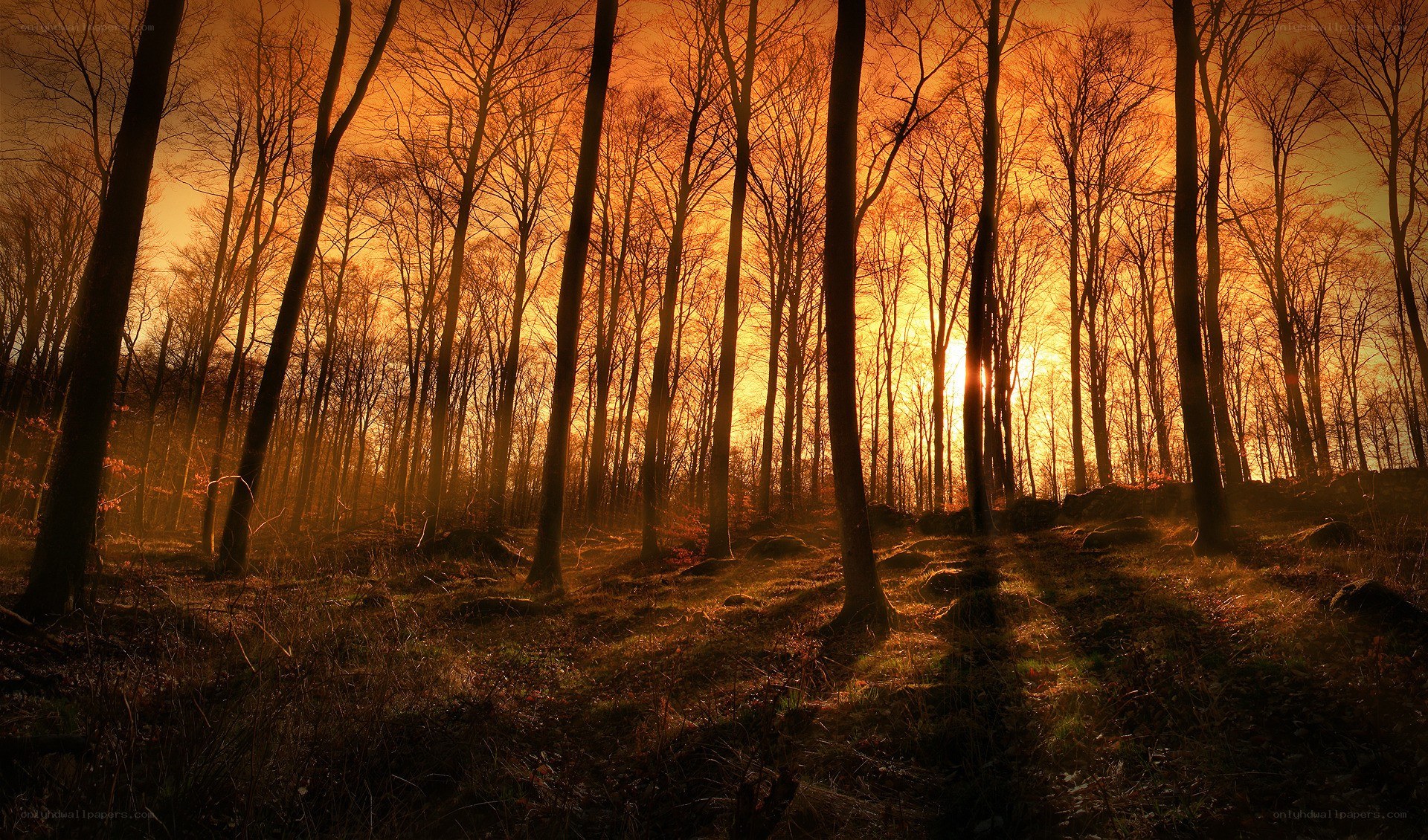 Sunset in a bare forest