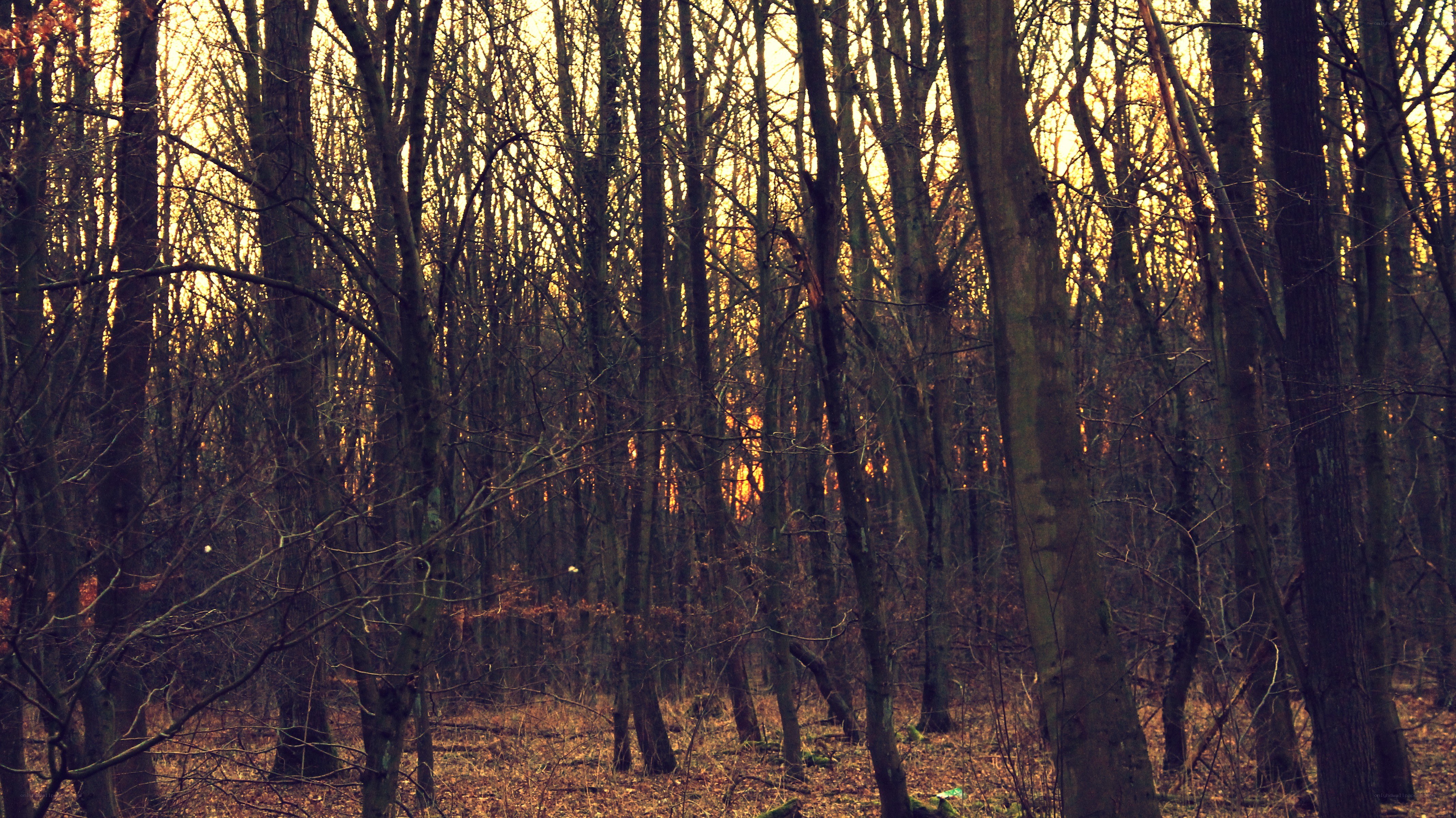 Sunset in a bare forest