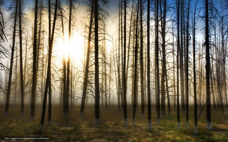 Sunset in a burnt forest