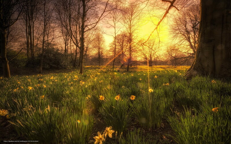 Sunset in a daffodil field