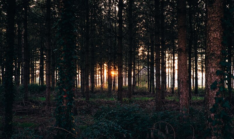 Sunset in a dense forest
