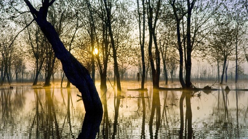 Sunset in a flooded forest