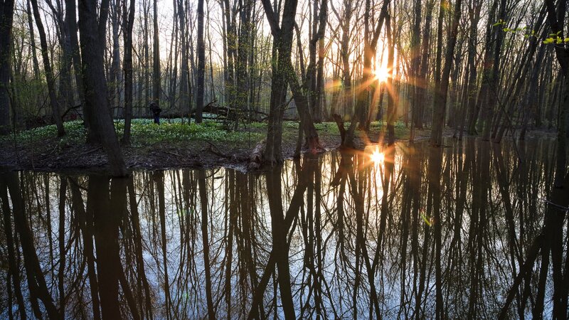 Sunset in a flooded forest