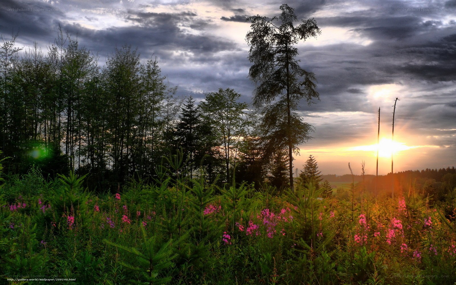 Sunset in a forest clearing
