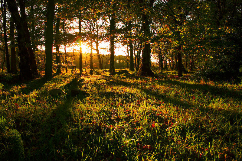 Sunset in a forest clearing
