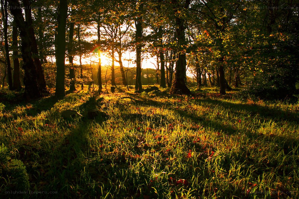 Sunset in a forest clearing