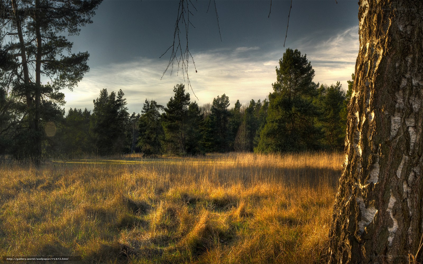 Sunset in a forest clearing