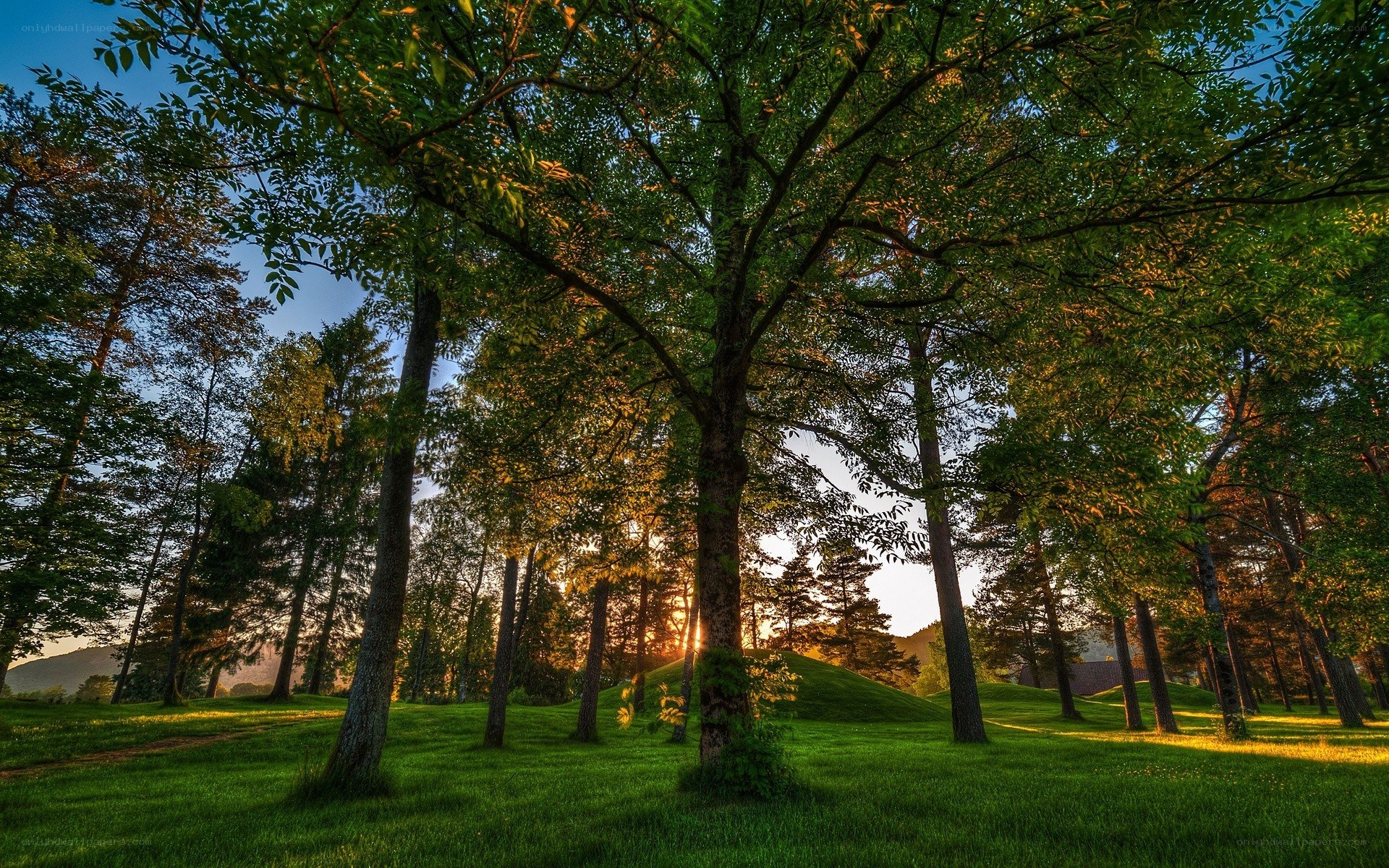 Sunset in a forest park