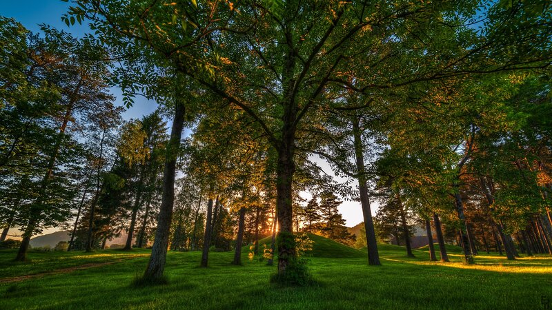 Sunset in a forest park