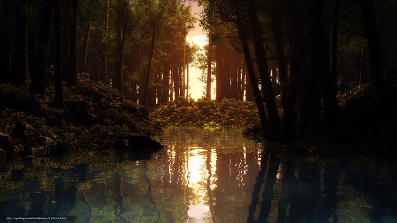 Sunset in a forest pond