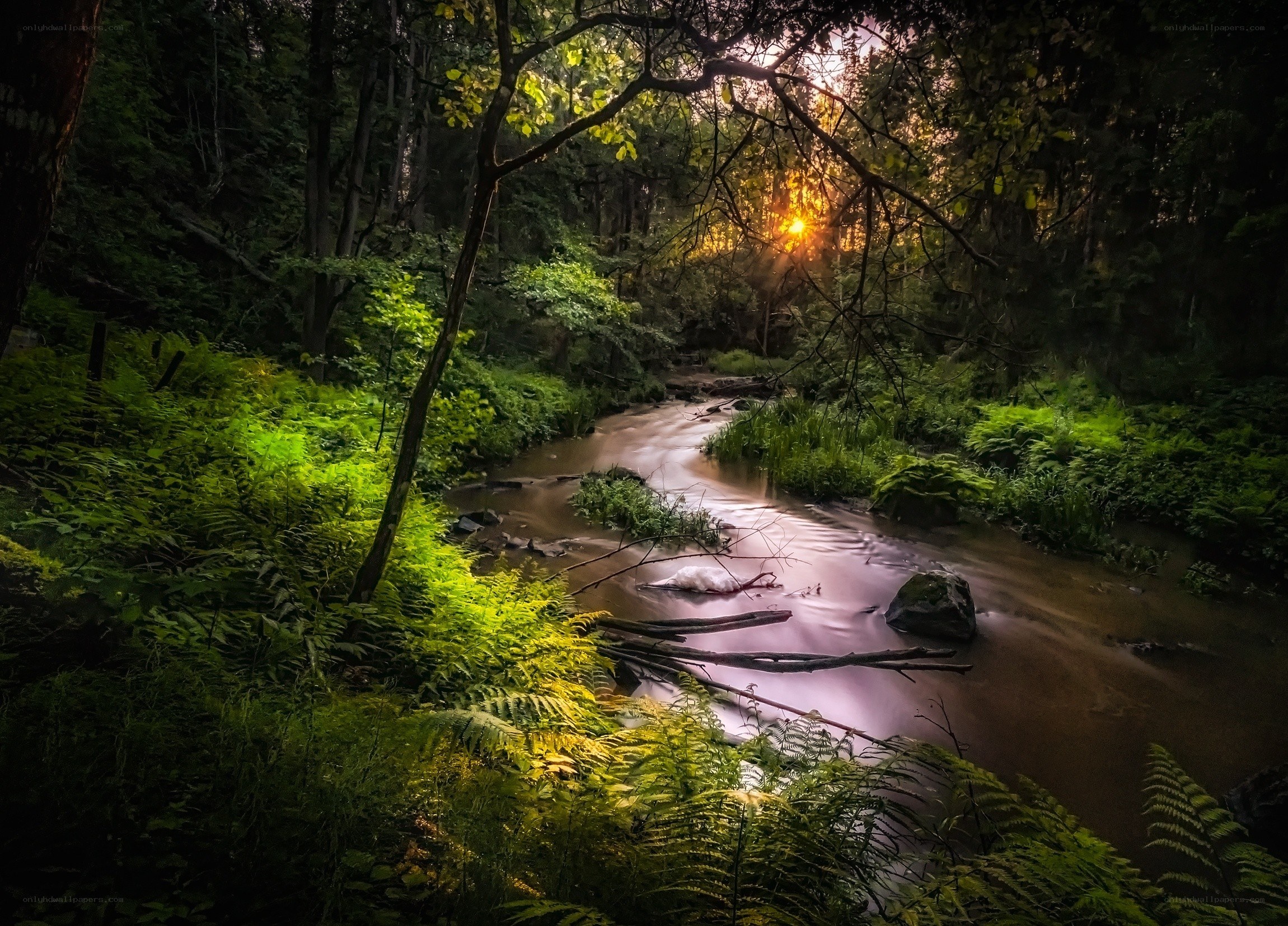 Sunset in a forest stream