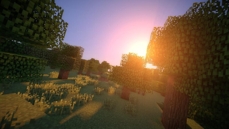 Sunset in a Forest