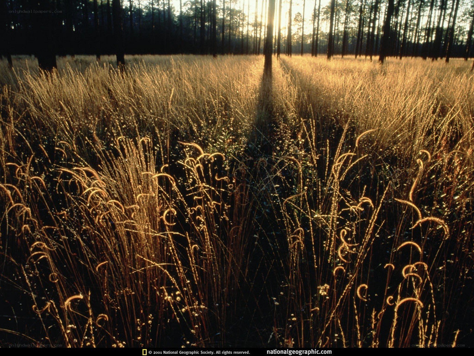 Sunset in a grassy field
