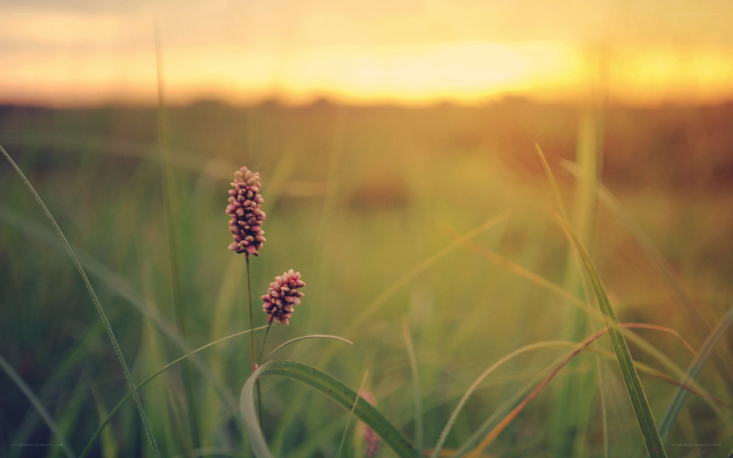 Sunset in a grassy field
