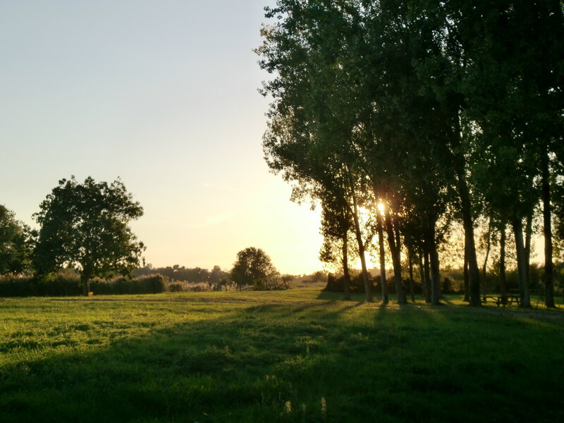 Sunset in a grassy field