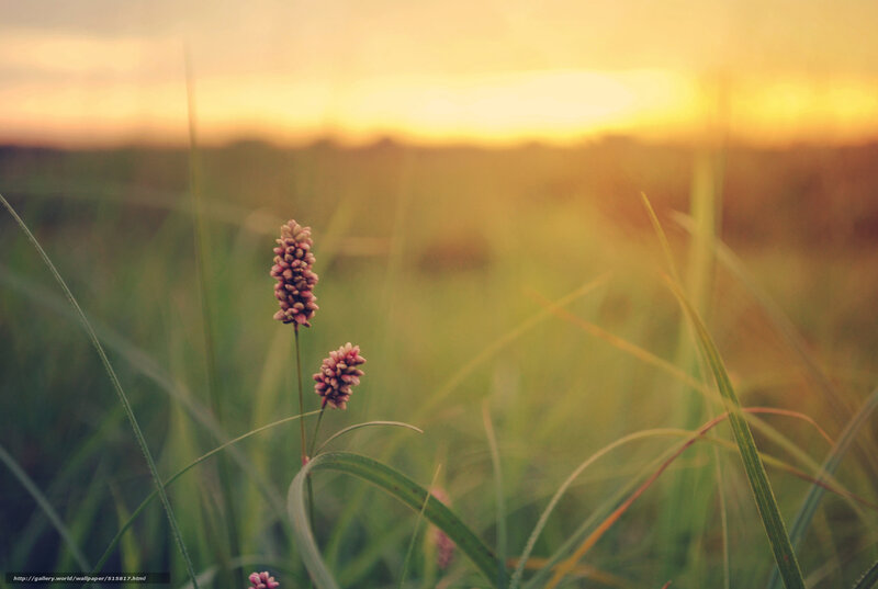 Sunset in a grassy field